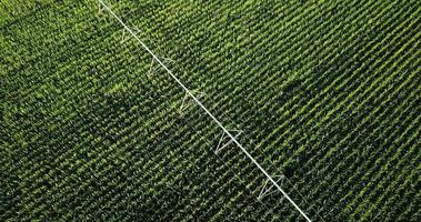 Green corn field from above video