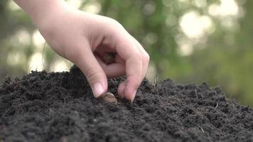 mão de jardineiro plantando as sementes na terra. mão do agricultor plantando sementes no solo em linhas. conceito de natureza de crescimento de pessoas industriais.