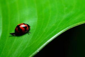 Beautiful ladybug on a green leaf photo