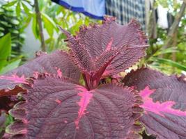 Coleus flower with beautiful motif photo