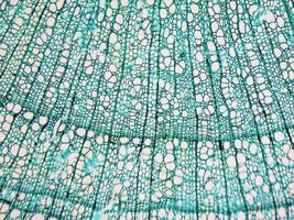 Tilia stem micrograph photo