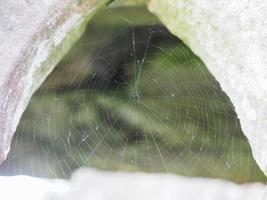 spider web selective focus photo