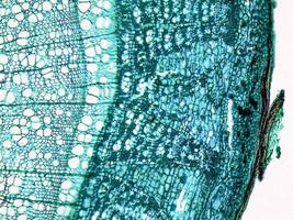 Tilia stem micrograph photo