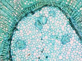 Tilia stem micrograph photo