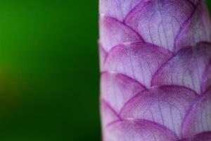 close-up Macro Siam tulip background photo