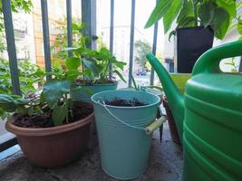 plantas de interior en balcón foto