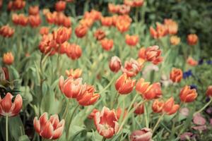 hermosos campos de tulipanes foto
