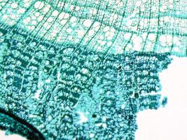 Tilia stem micrograph photo