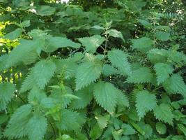 planta de ortiga urtica foto