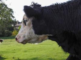 Coe fen meadowland ganado en cambridge foto