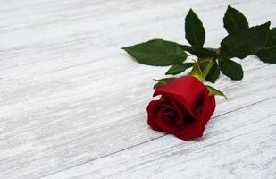 Red rose on a table photo