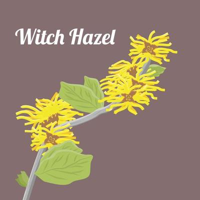 Hamamelis virginiana  or Witch Hazel suitable for Witch Hazel illustration