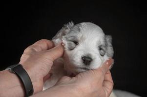 bozal de un cachorro blanco de la raza pastor del sur de Rusia en manos femeninas foto