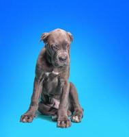 Cane Corso Italiano puppy photo