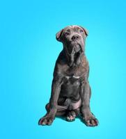 Cane Corso Italiano puppy photo