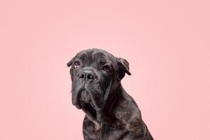brindle puppy of the Cane Corso breed sadly looks up on a pink background photo