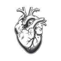 Human heart anatomically hand drawn line art. vintage Flash tattoo or print design vector illustration.