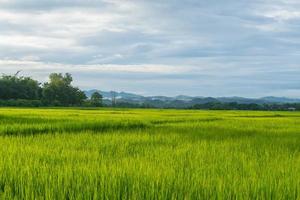 campos de arroz verde y un cielo lluvioso foto