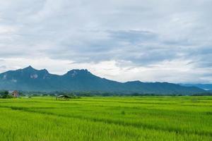 Green rice fields and a rainy sky photo