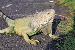 Cerrar vista lateral de iguana foto