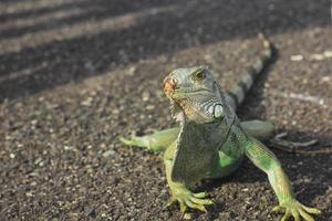 iguana side view photo