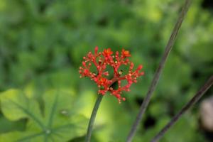 Jarak bali flower photo