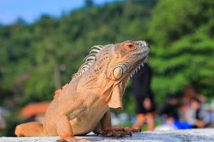 Cerrar vista lateral de iguana foto