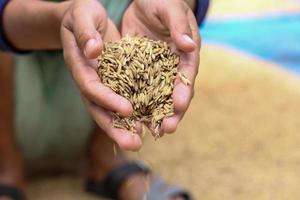 semilla de arroz dorado foto