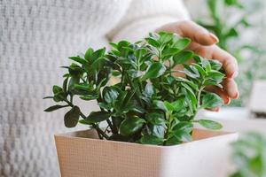 Woman caring for house plants in pots. photo