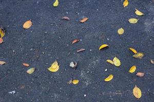 Leaf fall on the ground photo