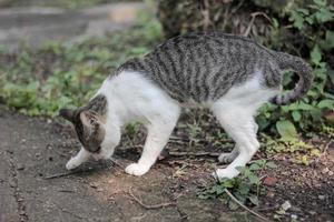 caca de gato en el suelo foto