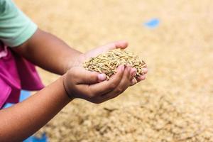 golden paddy seed photo