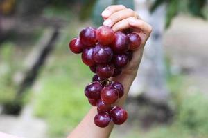 Fresh red grapes photo