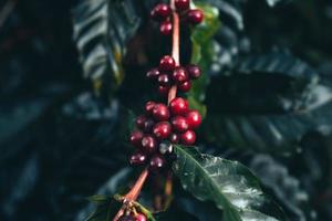 plantación de café y café arábica día de la cosecha foto