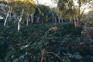 plantación de café y café arábica día de la cosecha foto