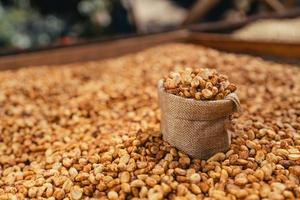 Coffee beans are dried in the greenhouse. photo