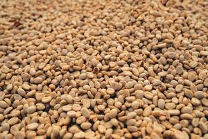 Coffee beans are dried in the greenhouse. photo