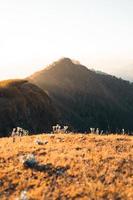 morning light and mountains,mountains in summer morning and spring flowers photo