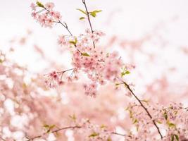 las flores de cerezo de enfoque suave florecen en primavera. foto