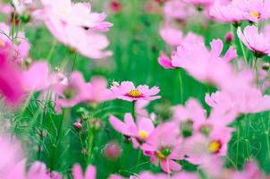 Soft focus pink cosmos flower in field photo