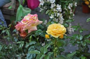 yellow and pink rose flower photo