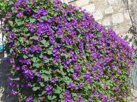 maceta de flores de viola foto