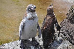 African penguin Spheniscus demersus bird animal photo