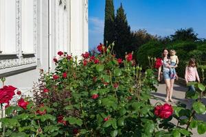 yalta, crimea-30 de mayo de 2016-cantero con exuberantes rosas rojas en las paredes del edificio de piedra clara. foto