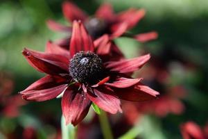 Beautiful burgundy flower on a blurry green background photo