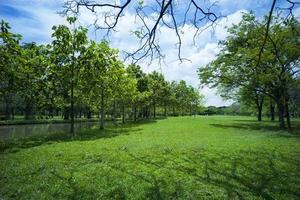 hermosa hierba verde en el parque foto