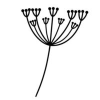 ramita con inflorescencia de paraguas e icono de vector de semillas redondas. planta dibujada a mano aislada sobre fondo blanco. boceto botánico. garabato de hierba de campo. elemento monocromo para decoración y diseño.