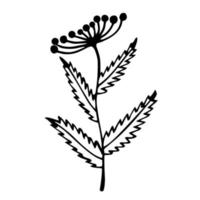 planta con hojas e icono de vector de inflorescencia. ilustración dibujada a mano aislada sobre fondo blanco. hojas veteadas, inflorescencia con bayas redondas. boceto botánico de una flor silvestre.