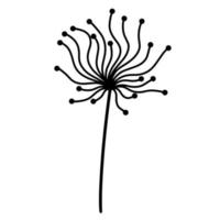 Abstract dandelion botanical doodle. Hand-drawn plant contour isolated on white background. Wavy inflorescence with round seeds. Botanical sketch. Monochrome illustration of a wild medicinal flower. vector