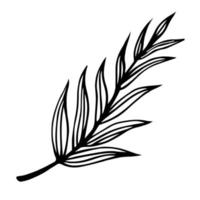 Branch with striped leaves vector icon. Hand-drawn illustration isolated on white background. A twig with veined leaves. Botanical sketch of a plant. Field grass outline. Monochrome natural concept.